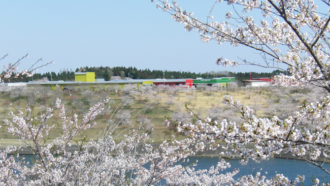 cherry blossom trees